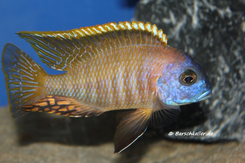 Tramitichromis sp. 'orange top' Lumbira
